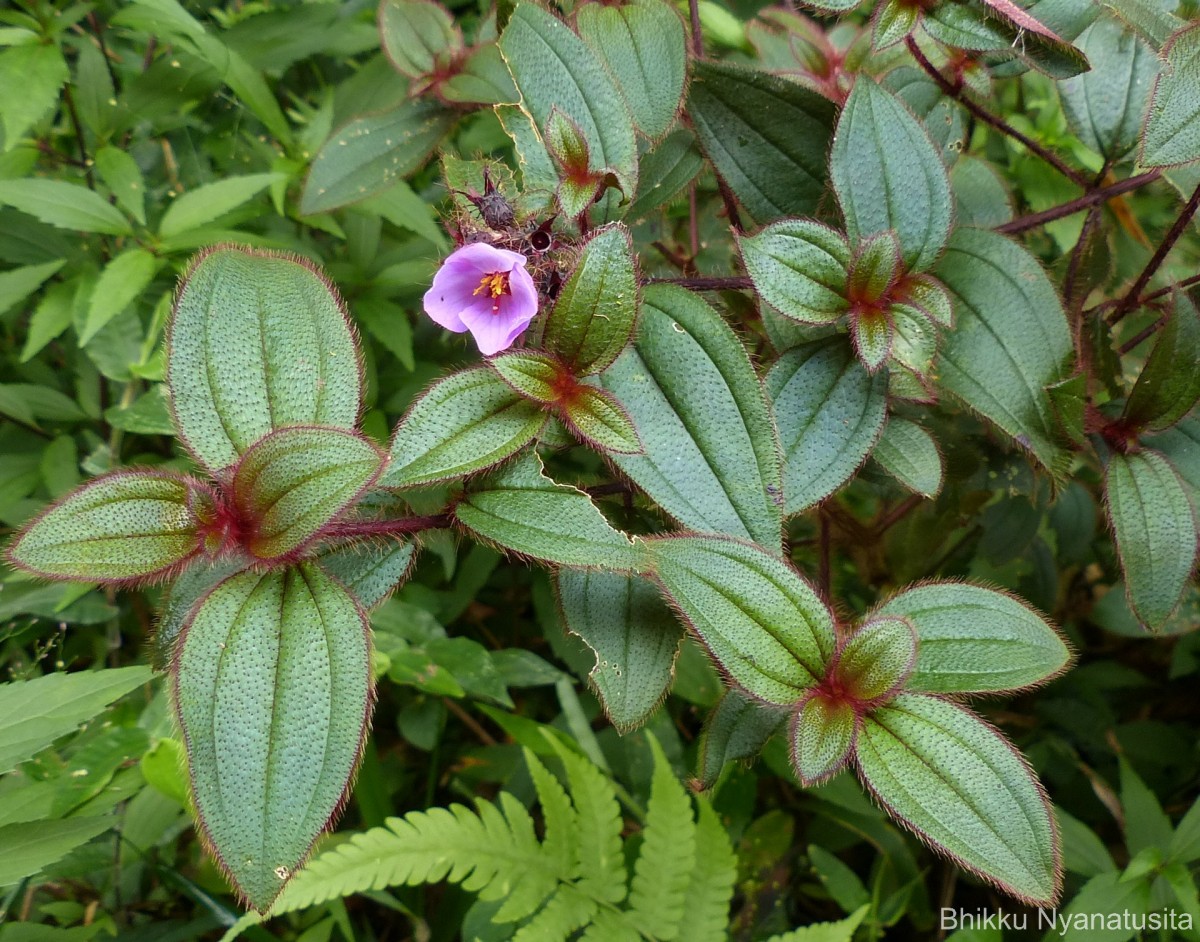 Osbeckia parvifolia Arn.